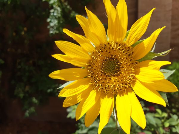 © caliveh - Flowers in the garden