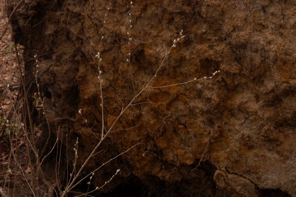 © Lambrecht Lou - The Tornado 2022 Photo Satin Rag in Bronze aluminium frame Image clear glass 20 x 30 cm