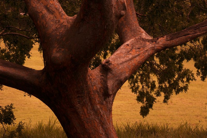 © Lambrecht Lou - Image from the The Yellow House Across the Road photography project