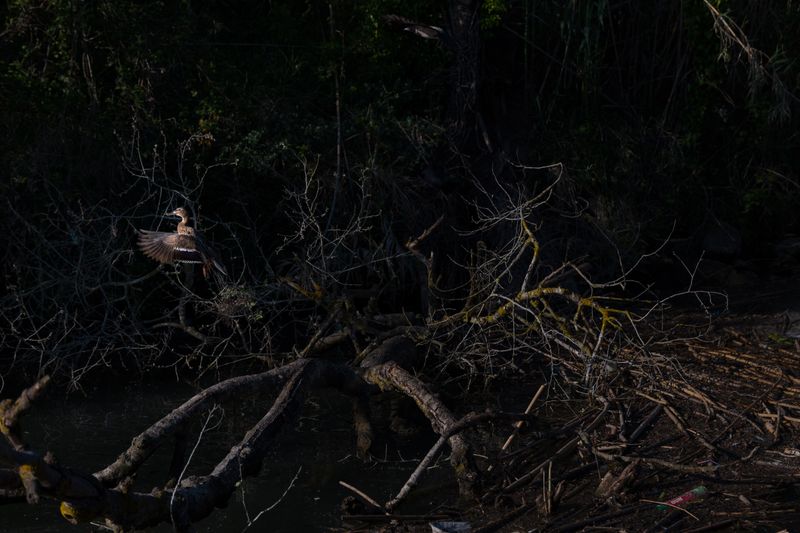 © Clelia Carbonari - Nature in the Tiber river.
