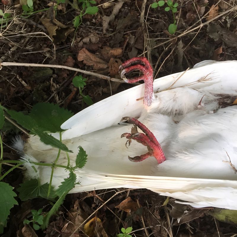 © Vivian Keulards - Image from the To Hans photography project