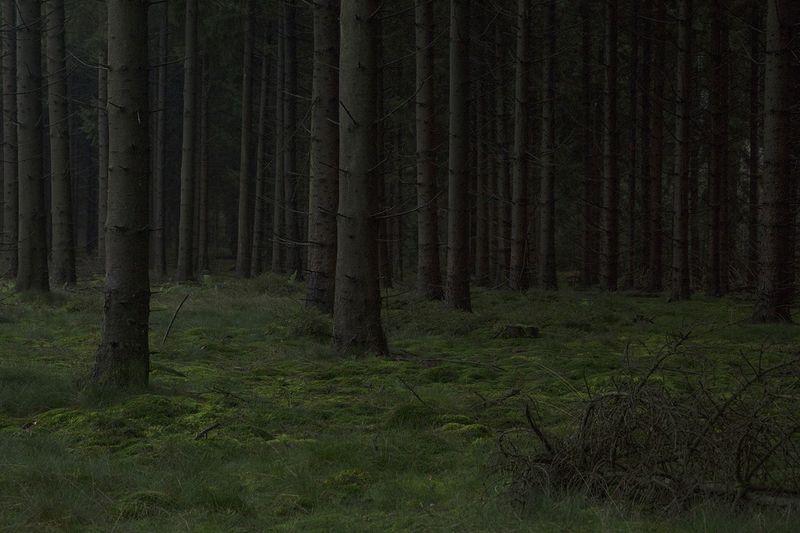 © Vivian Keulards - Forest. My quest was scary, but necessary to order my thoughts and feelings. I needed answers to move forward.