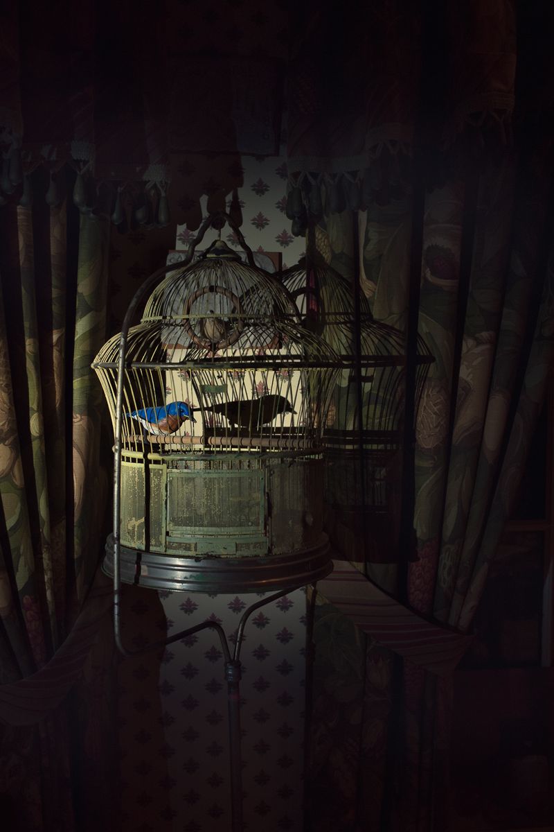 © Jo Ann Chaus - Birdcage