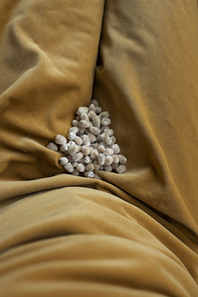 © Jo Ann Chaus - Pussy Willows
