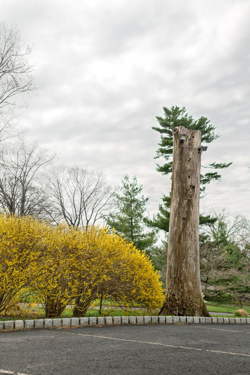 © Jo Ann Chaus - Forsythias