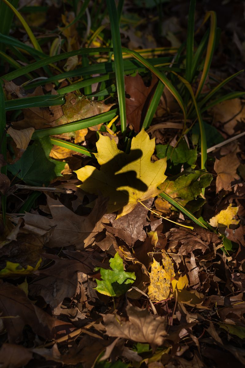 © Jo Ann Chaus - Maple Leaf