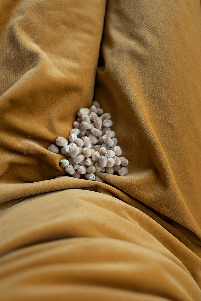 © Jo Ann Chaus - Pussy Willows