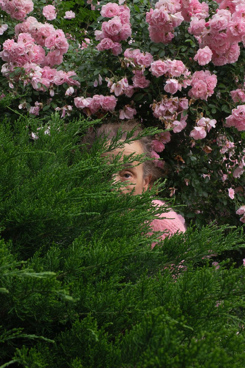 © Jo Ann Chaus - Pink Roses