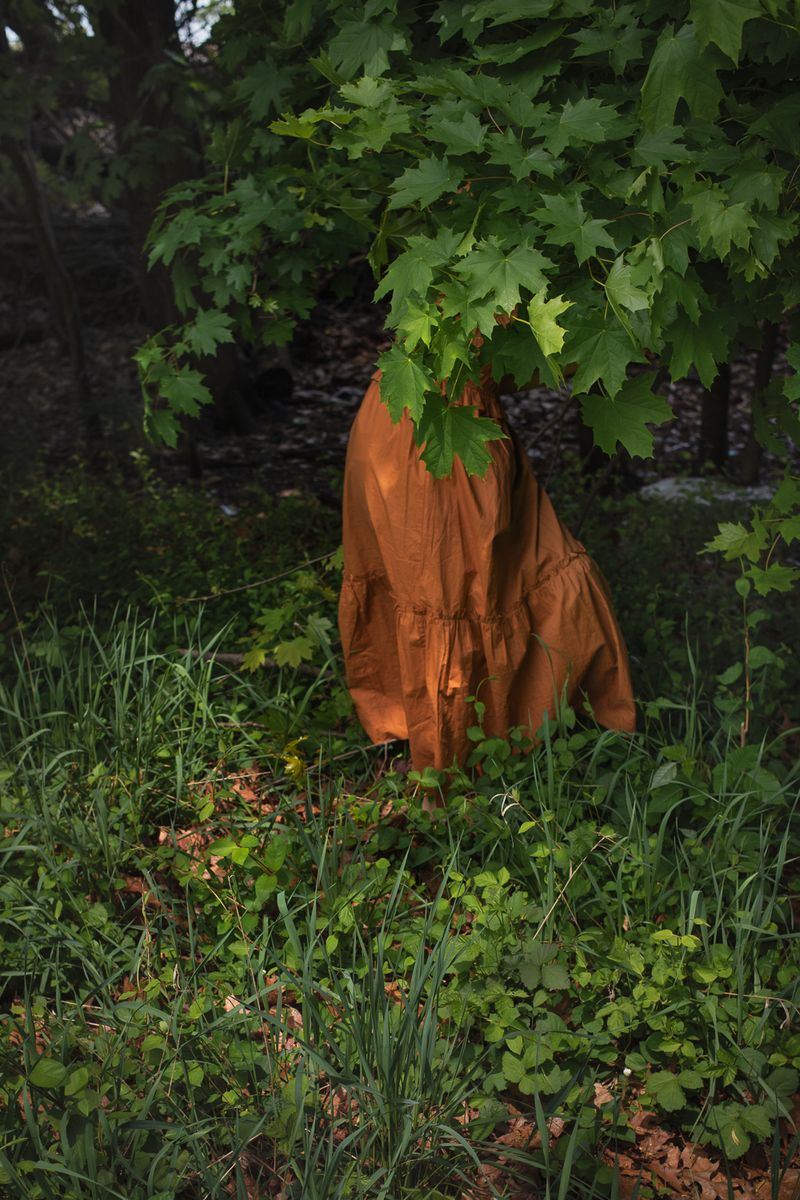 © Jo Ann Chaus - Maple Tree
