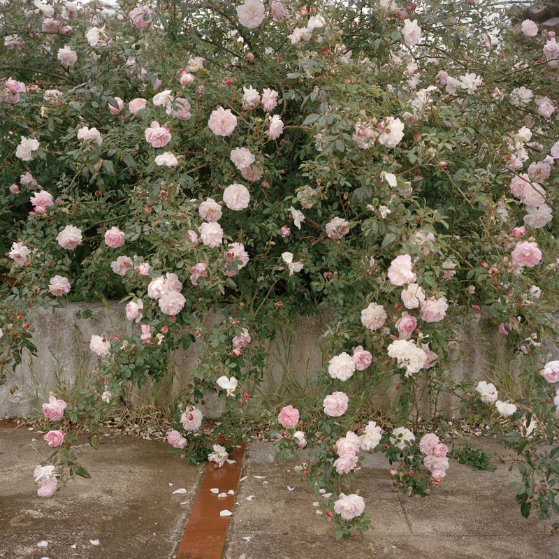 © Giuseppe Iannello - Image from the Gibellina 1968 - otto minuti dopo le tre photography project