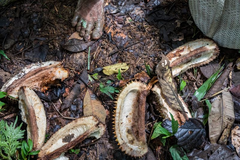 © David Verberckt - Image from the Orang Asal photography project