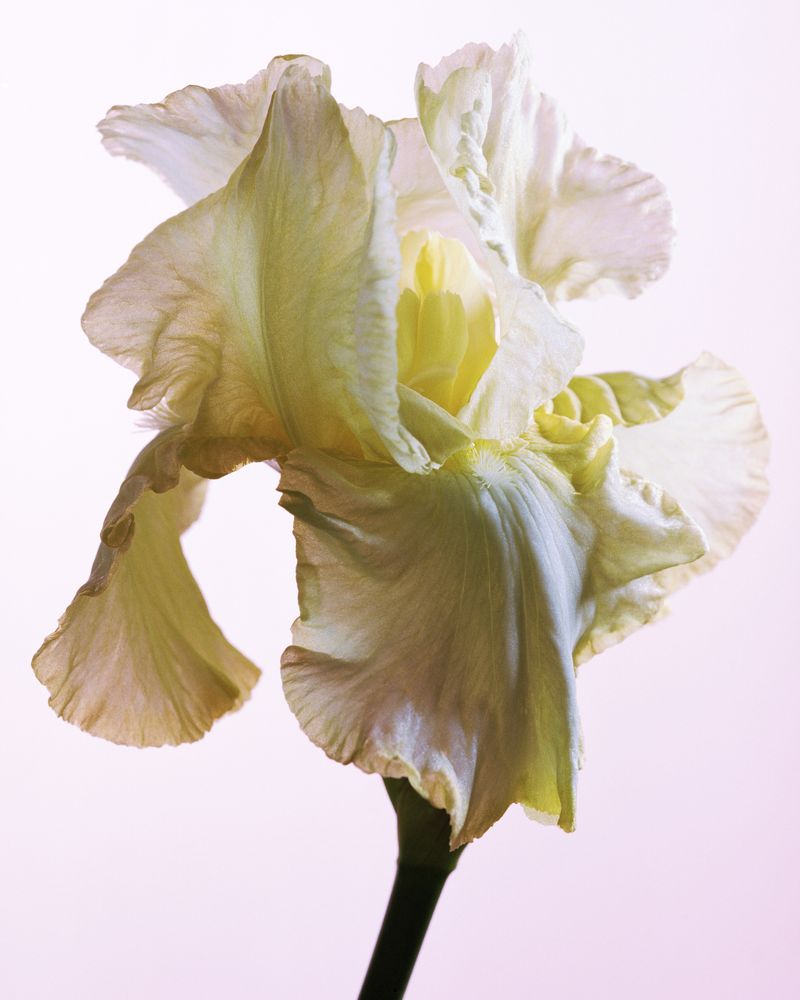 © Fabienne Watzke - Image from the Lately I’ve been dreaming in pink and blue photography project