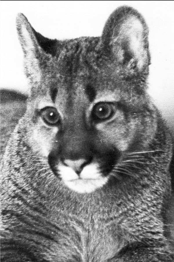 © Ludovica Limido - Image from the The Feral Cat Friend of the Desert Fox photography project