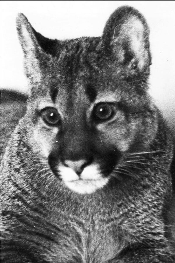 © Ludovica Limido - Image from the The Feral Cat Friend of the Desert Fox photography project