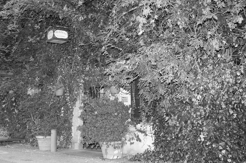 © Ludovica Limido - Image from the The Feral Cat Friend of the Desert Fox photography project