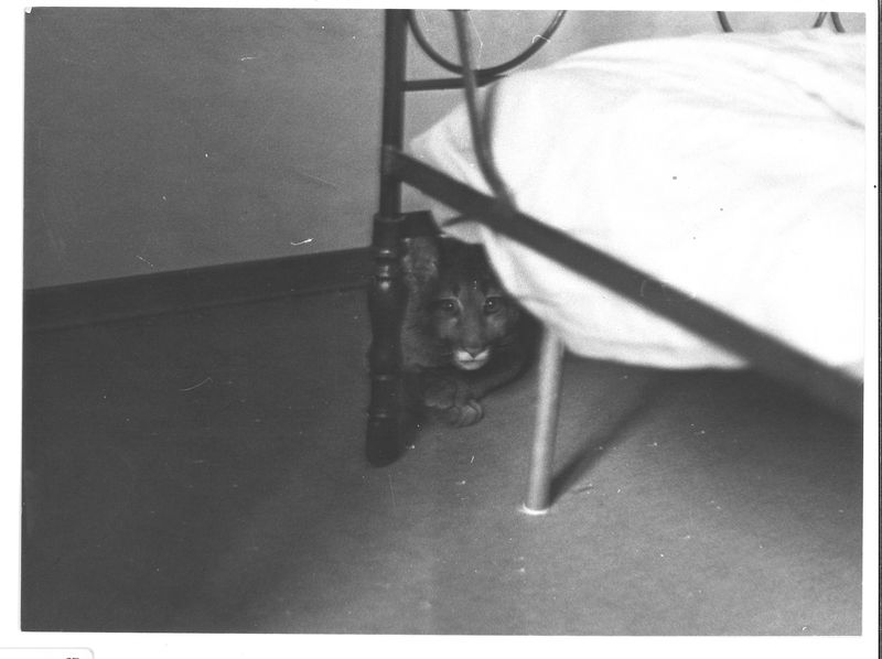 © Ludovica Limido - Image from the The Feral Cat Friend of the Desert Fox photography project