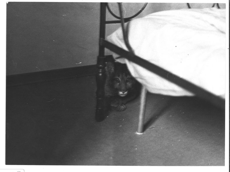 © Ludovica Limido - Image from the The Feral Cat Friend of the Desert Fox photography project