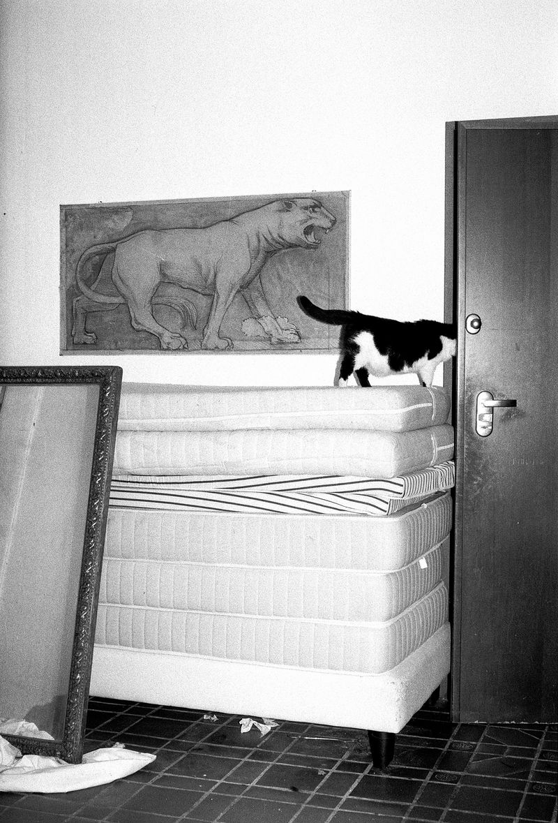 © Ludovica Limido - Image from the The Feral Cat Friend of the Desert Fox photography project