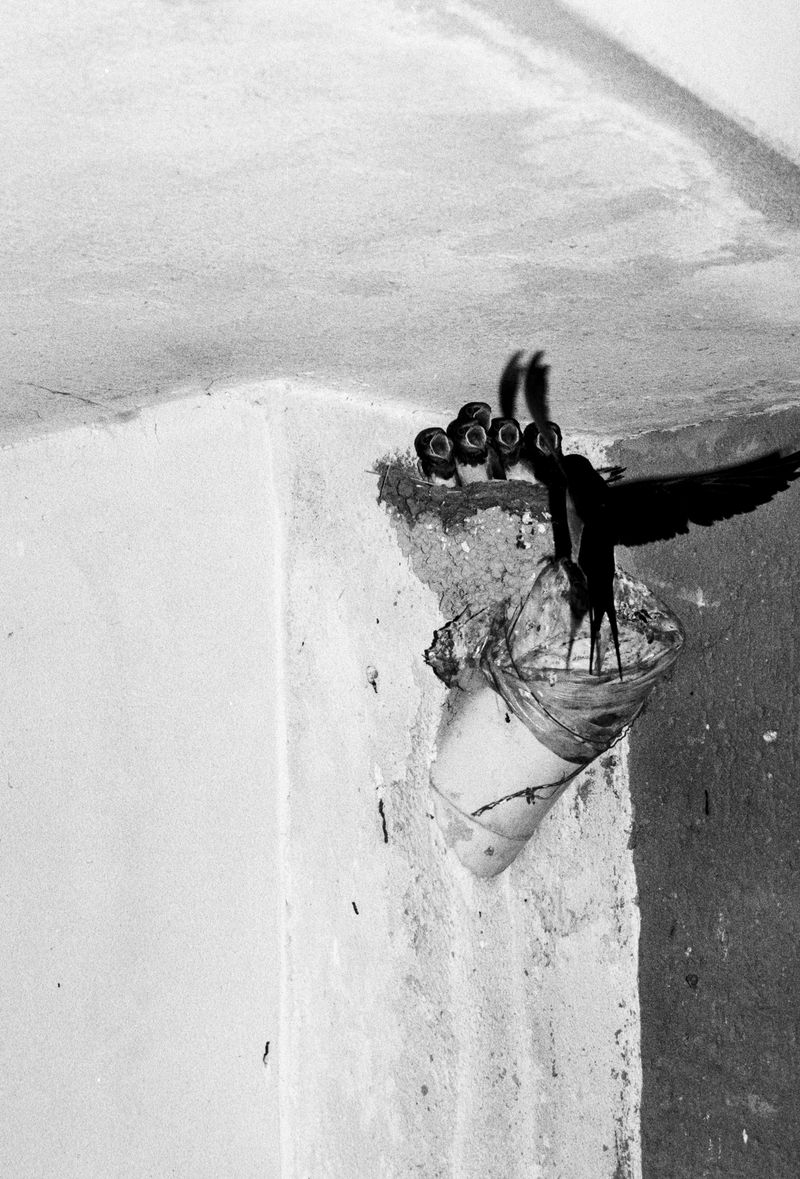 © Ludovica Limido - Image from the The Feral Cat Friend of the Desert Fox photography project