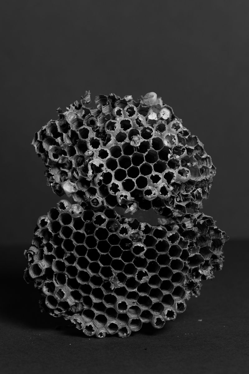 © Ludovica Limido - Image from the The Feral Cat Friend of the Desert Fox photography project