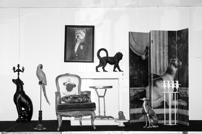 © Ludovica Limido - Image from the The Feral Cat Friend of the Desert Fox photography project