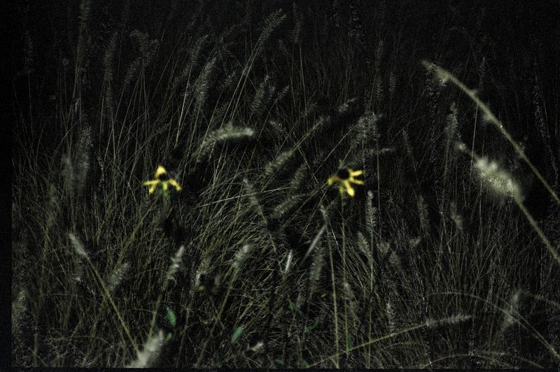© Laura Anna Rossa - Two flowers in the garden of De Vallei.