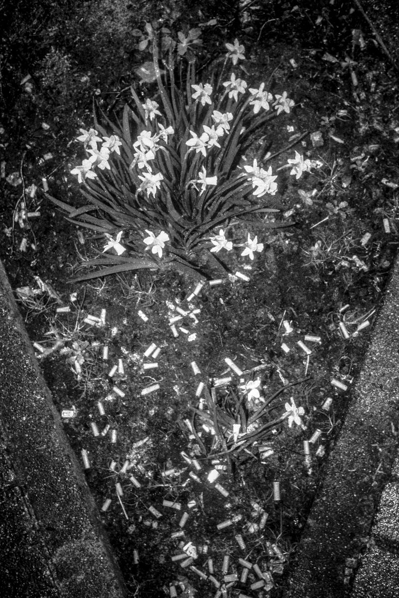 © Laura Anna Rossa - Image from the In The Valley, Flowers Remain photography project