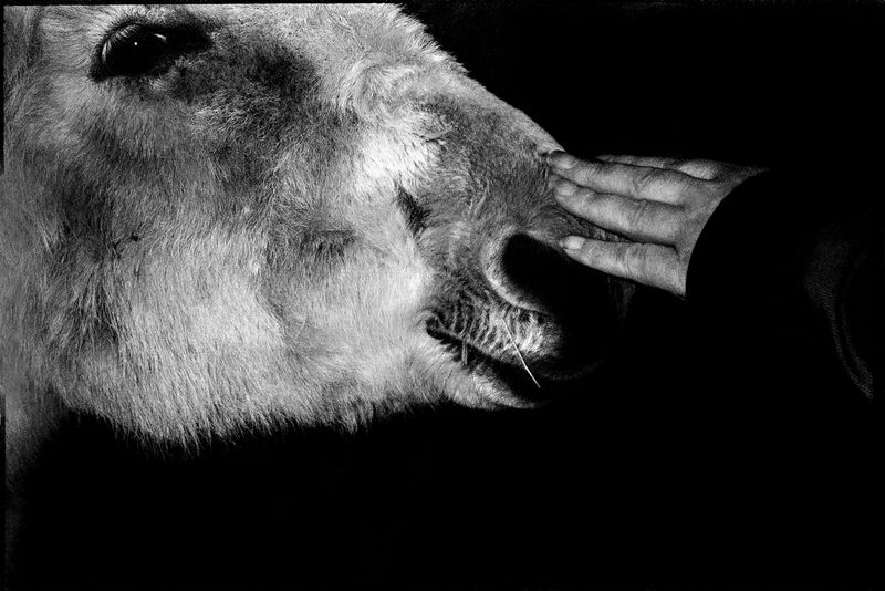 © Laura Anna Rossa - Image from the In The Valley, Flowers Remain photography project