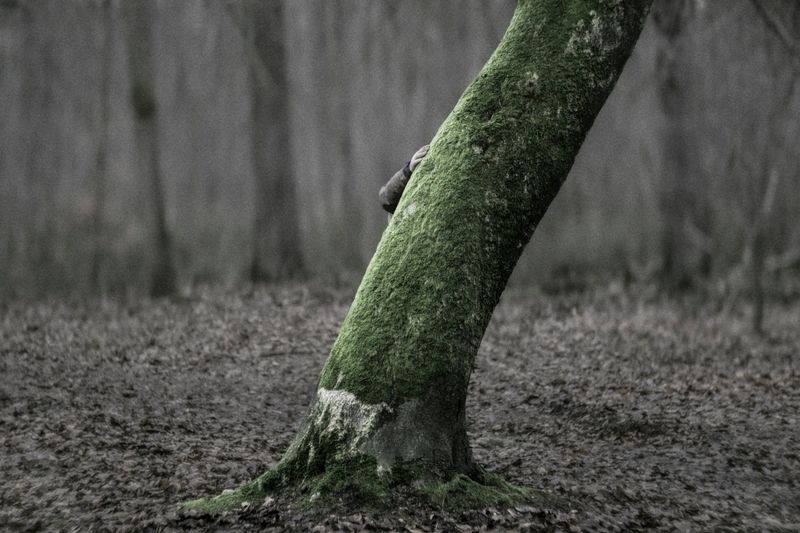 © Laura Anna Rossa - Image from the In The Valley, Flowers Remain photography project