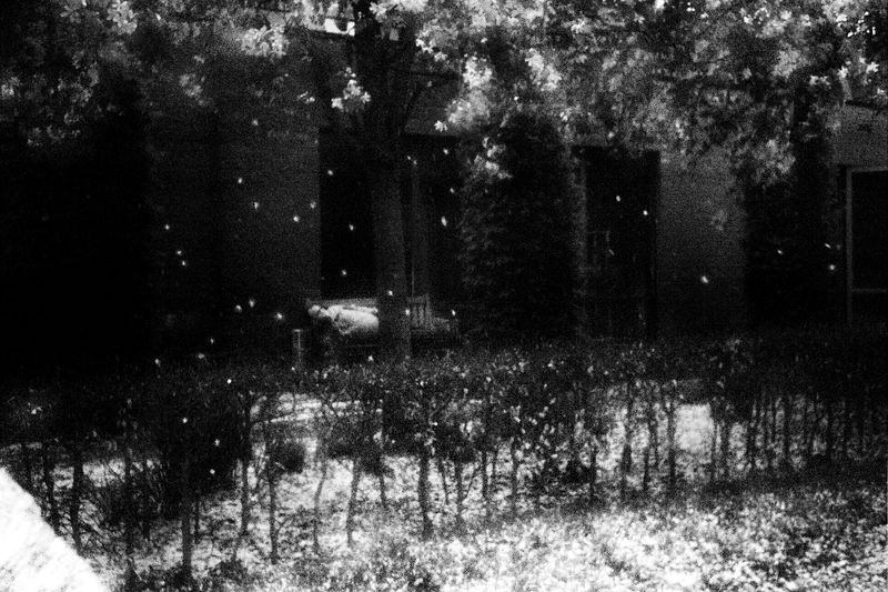© Laura Anna Rossa - In May, it snows. Blossoms cover the ground, and everything goes silent.