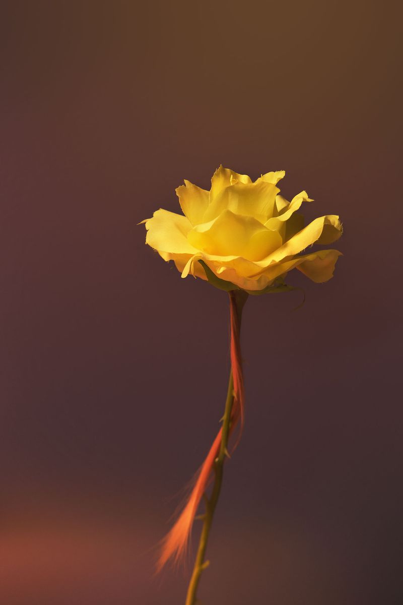 © Karen Navarro - Flower, 2018