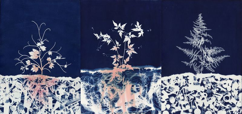 © Miltiadis Igglezos - Image from the Cyanotypes of a trashworld photography project