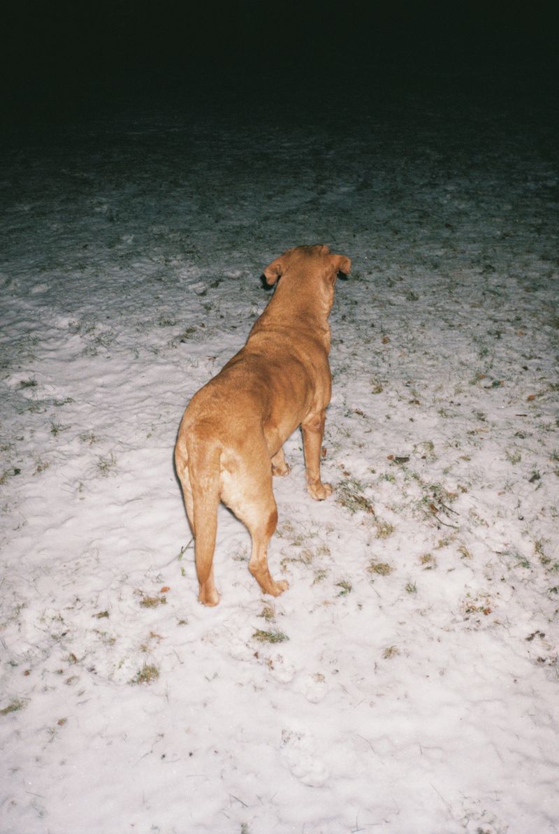 © Camilla Pavlikova - An old dog, the day after christmas