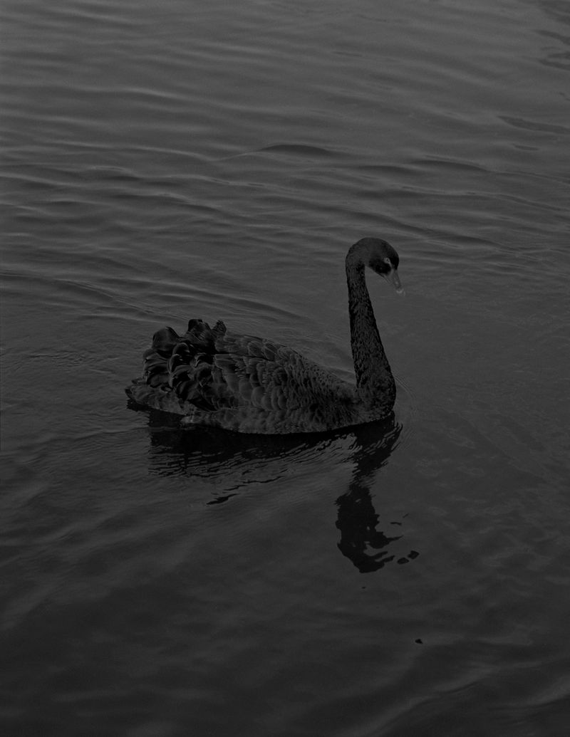 © Eri Vanluchene & Mirre Nimmegeers - Image from the The King is my Neighbour photography project