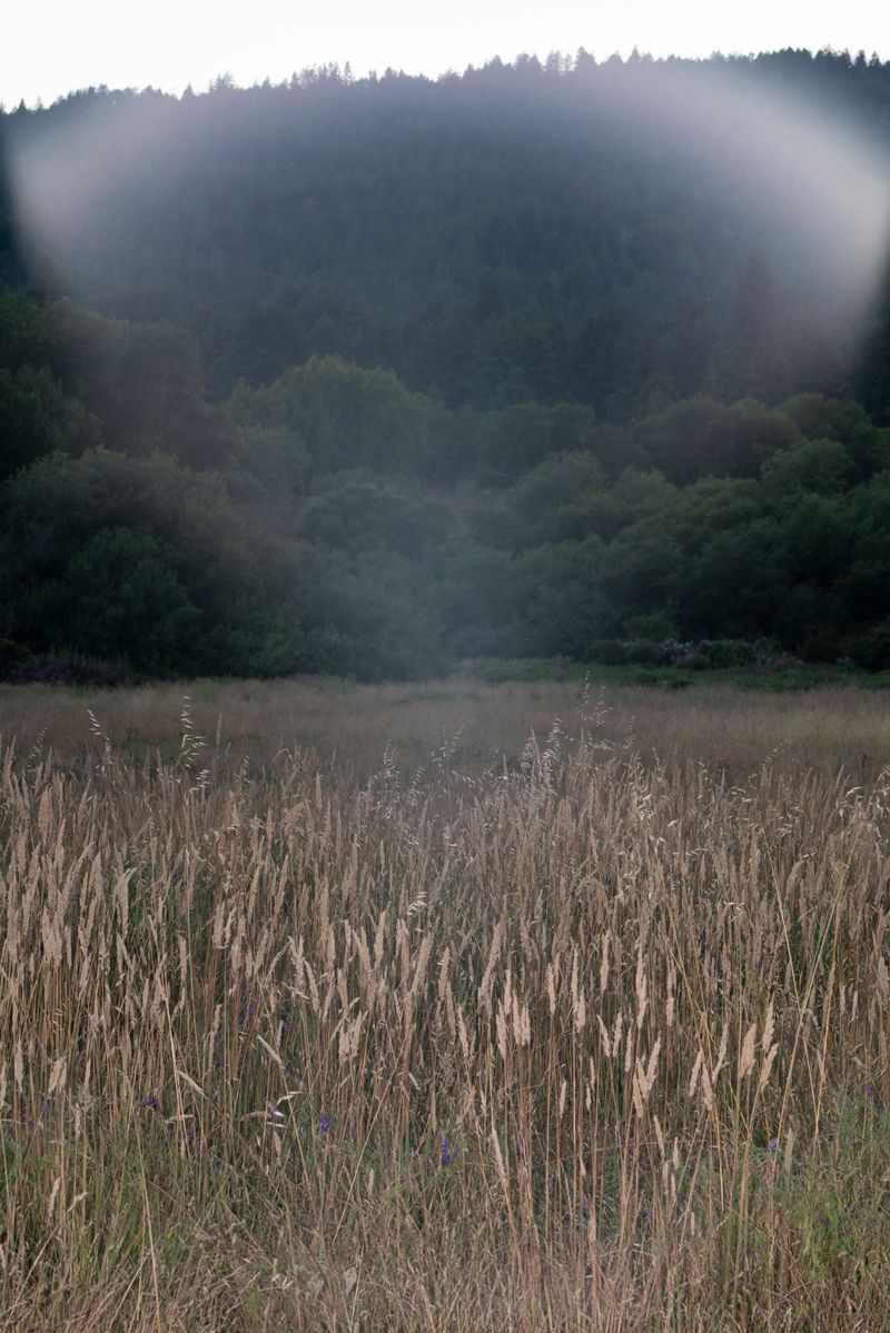 © Elizabeth Hibbard - Untitled