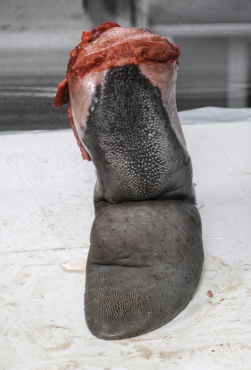 © Elizabeth Hibbard - Flesh study I