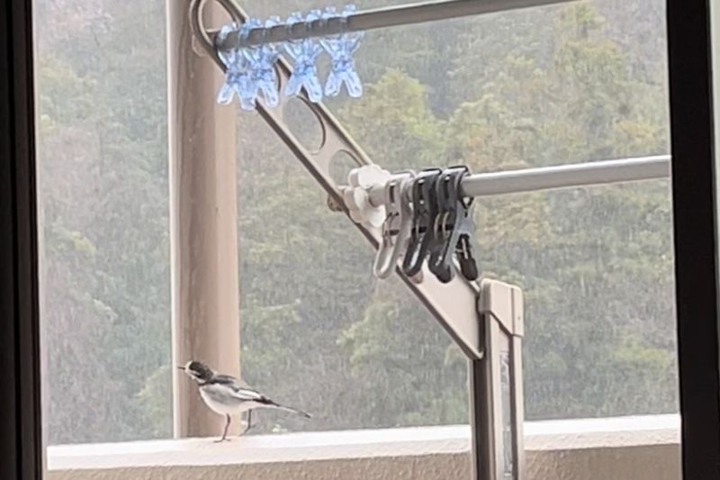 © Cintia Tortosa Santisteban - Image from the Screenshots from a series of videos about a rice field and its surroundings photography project
