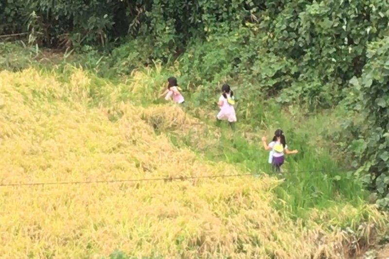 © Cintia Tortosa Santisteban - Image from the Screenshots from a series of videos about a rice field and its surroundings photography project