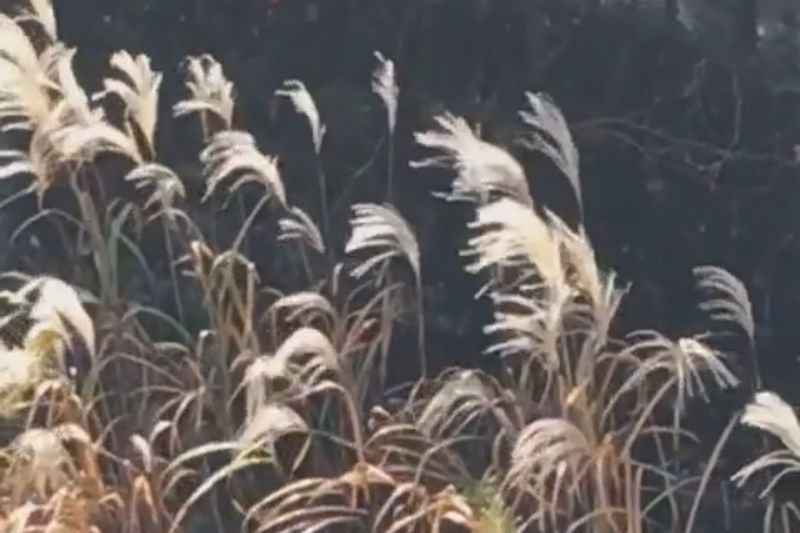 © Cintia Tortosa Santisteban - Image from the Screenshots from a series of videos about a rice field and its surroundings photography project