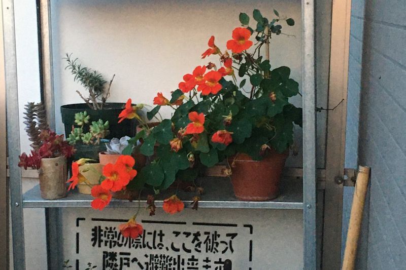 © Cintia Tortosa Santisteban - Image from the Screenshots from a series of videos about a rice field and its surroundings photography project