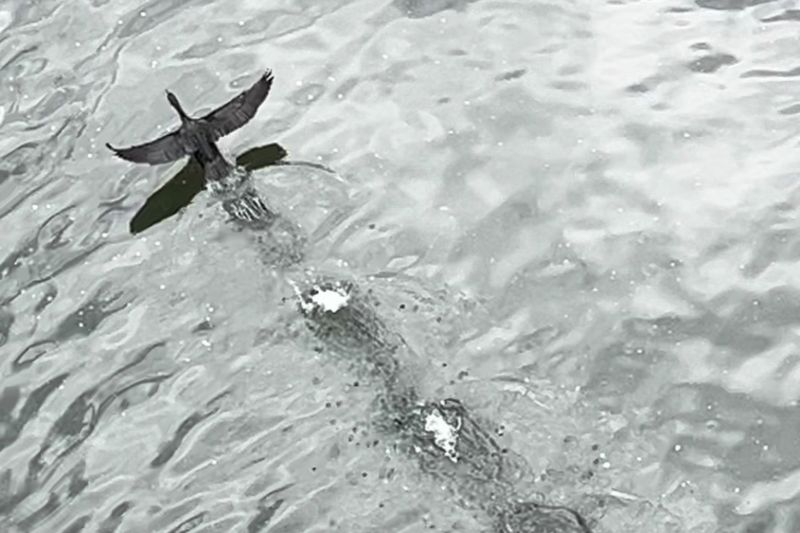 © Cintia Tortosa Santisteban - Image from the Screenshots from a series of videos about a rice field and its surroundings photography project