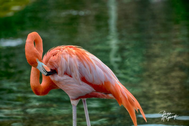 © Doreen McGunagle - Image from the Majestic Power of Water photography project