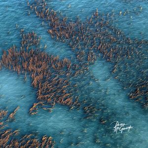 The Living Patterns of the Pacific San Diego from Above