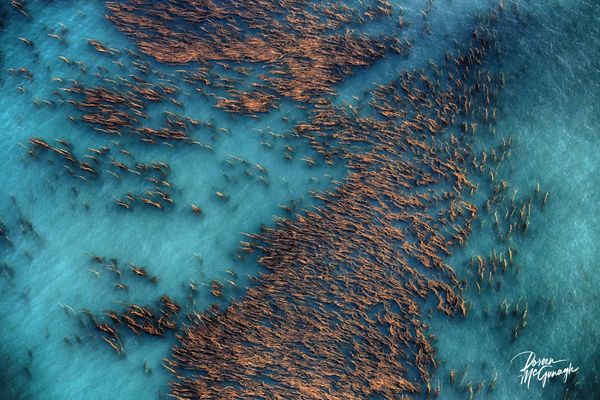 © Doreen McGunagle - Image from the The Living Patterns of the Pacific San Diego from Above photography project