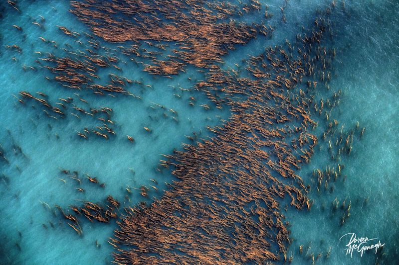 © Doreen McGunagle - Image from the The Living Patterns of the Pacific San Diego from Above photography project