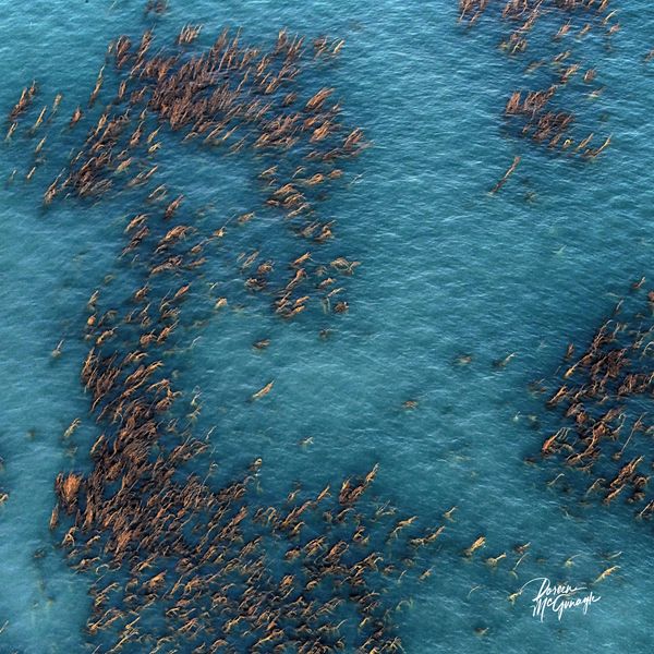 © Doreen McGunagle - Image from the The Living Patterns of the Pacific San Diego from Above photography project