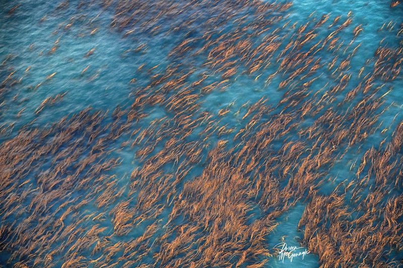 © Doreen McGunagle - Image from the The Living Patterns of the Pacific San Diego from Above photography project