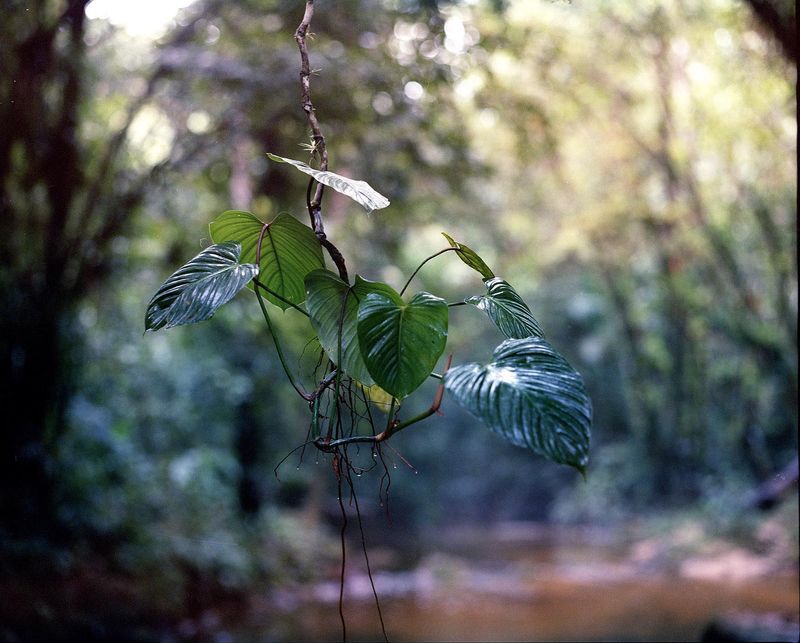 © Layla Motta - Image from the Atlântica photography project