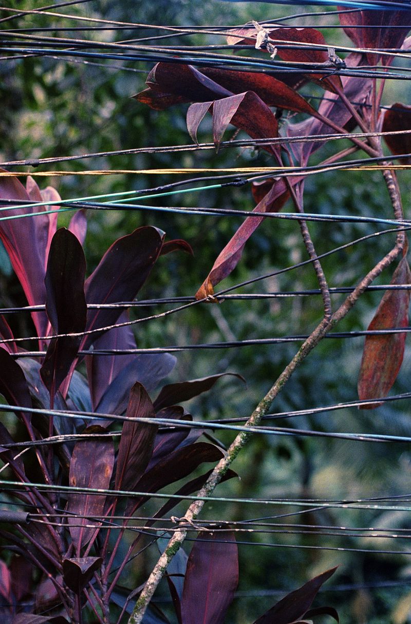 © Layla Motta - Image from the Atlântica photography project