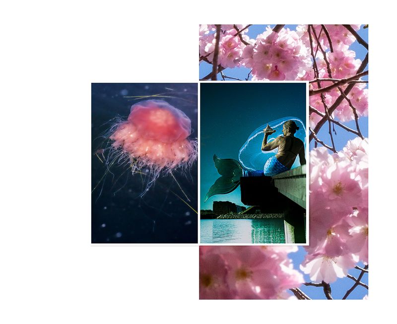 © Wei Weng - Title: Peach Blossom Sea, Digital prints, Dimension Vary. 2023